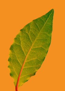 Green leaf against a bright orange background